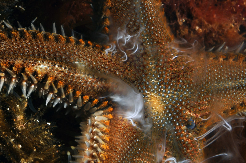 Astropecten spinulosus in riproduzione